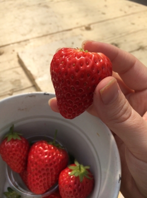 いちご食べる いちご食べる