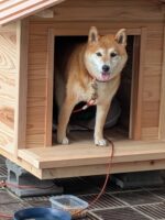 犬小屋