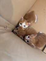 子猫譲渡先募集